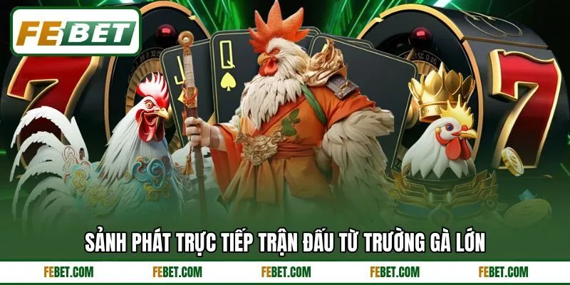Sảnh phát trực tiếp trận đấu từ trường gà lớn Sảnh phát trực tiếp trận đấu từ trường gà lớn